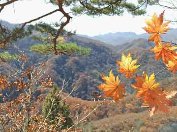 云南今日魚價實(shí)時更新，最新消息一網(wǎng)打盡！