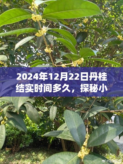 探秘小巷深處的丹桂香，丹桂結(jié)實(shí)時(shí)間與一家特色小店的隱藏時(shí)光