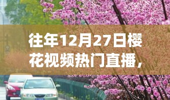 探秘櫻花盛開之夜的巷弄秘境，特色小店直播之旅回顧往年櫻花視頻直播盛況