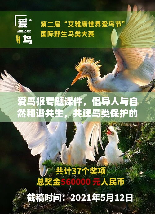 愛鳥報專題課件，倡導(dǎo)人與自然和諧共生，共建鳥類保護的美好未來