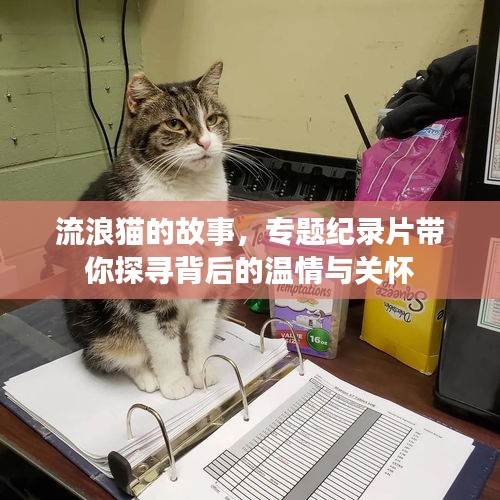 流浪貓的故事，專題紀(jì)錄片帶你探尋背后的溫情與關(guān)懷