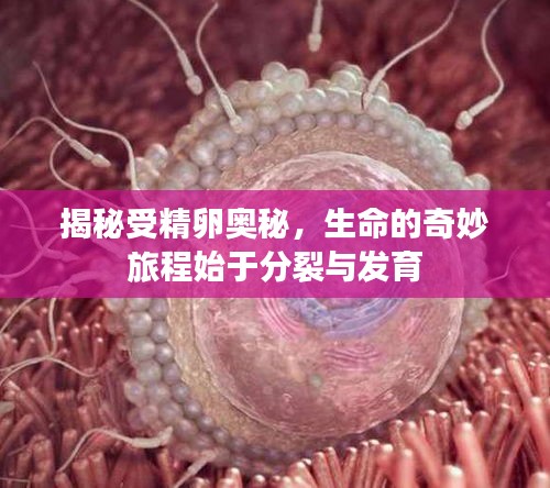 揭秘受精卵奧秘，生命的奇妙旅程始于分裂與發(fā)育