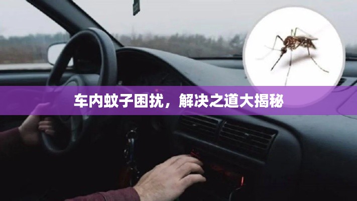 車內(nèi)蚊子困擾，解決之道大揭秘