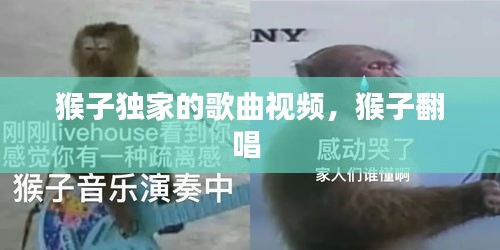 猴子獨家的歌曲視頻，猴子翻唱 