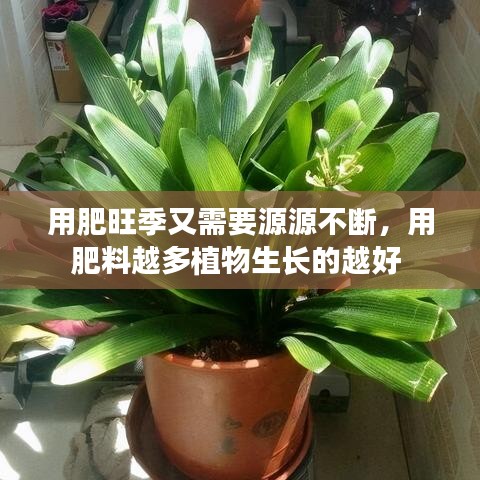 用肥旺季又需要源源不斷，用肥料越多植物生長(zhǎng)的越好 