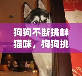 狗狗不斷挑釁貓咪，狗狗挑釁的動(dòng)作 