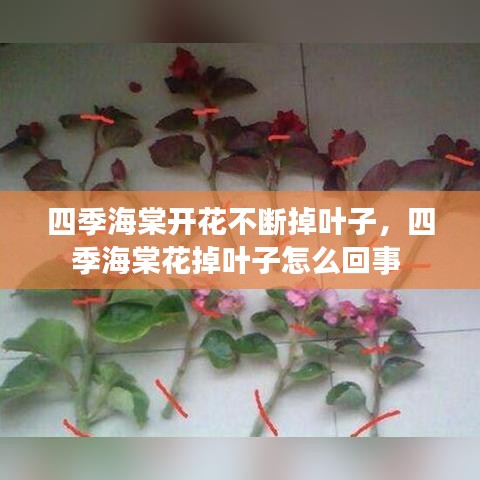 四季海棠開花不斷掉葉子，四季海棠花掉葉子怎么回事 