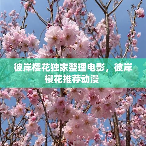 彼岸櫻花獨(dú)家整理電影，彼岸櫻花推薦動(dòng)漫 