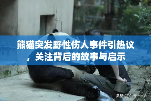 熊貓突發(fā)野性傷人事件引熱議，關注背后的故事與啟示