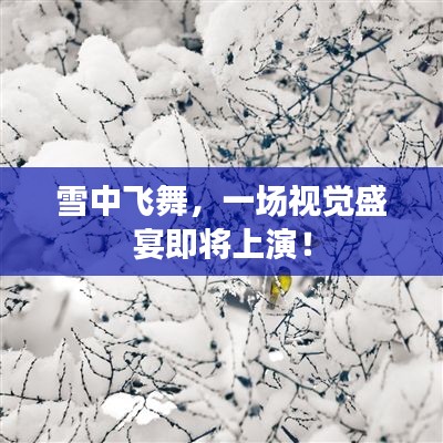 雪中飛舞，一場視覺盛宴即將上演！