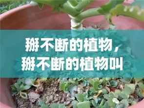 掰不斷的植物，掰不斷的植物叫紅什么 