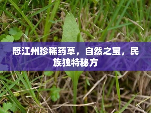 怒江州珍稀藥草，自然之寶，民族獨(dú)特秘方