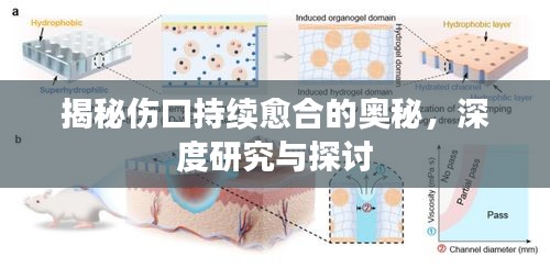 揭秘傷口持續(xù)愈合的奧秘，深度研究與探討