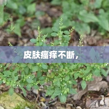 皮膚瘙癢不斷， 
