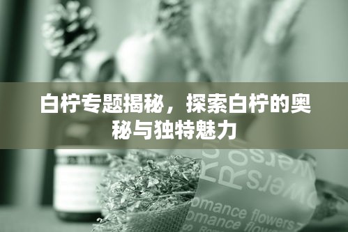 白檸專(zhuān)題揭秘，探索白檸的奧秘與獨(dú)特魅力
