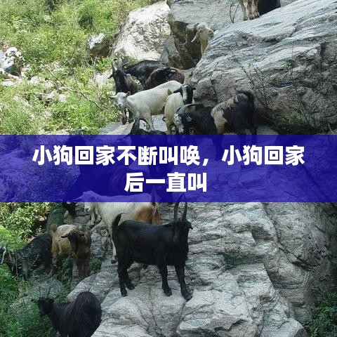 小狗回家不斷叫喚，小狗回家后一直叫 