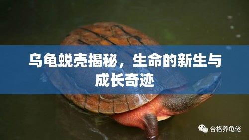 烏龜蛻殼揭秘，生命的新生與成長(zhǎng)奇跡