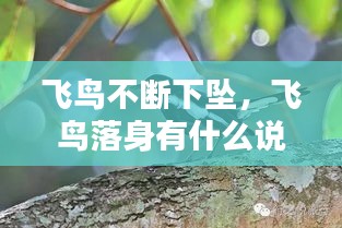 飛鳥不斷下墜，飛鳥落身有什么說法 