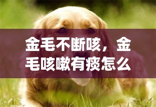 金毛不斷咳，金毛咳嗽有痰怎么治療 
