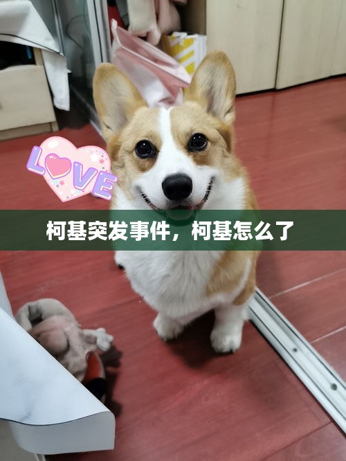 柯基突發(fā)事件，柯基怎么了 