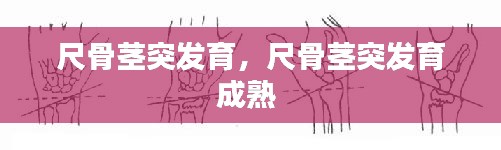 尺骨莖突發(fā)育，尺骨莖突發(fā)育成熟 