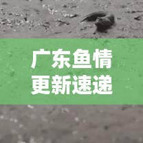 廣東魚情更新速遞，今日最新動態(tài)一網(wǎng)打盡！
