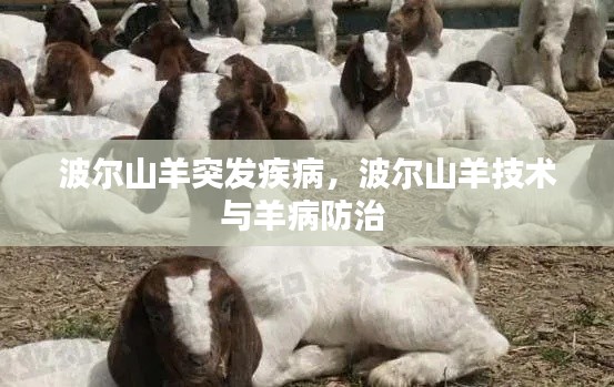 波爾山羊突發(fā)疾病，波爾山羊技術(shù)與羊病防治 