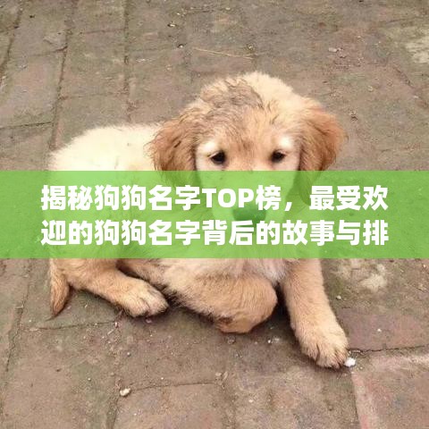 揭秘狗狗名字TOP榜，最受歡迎的狗狗名字背后的故事與排名