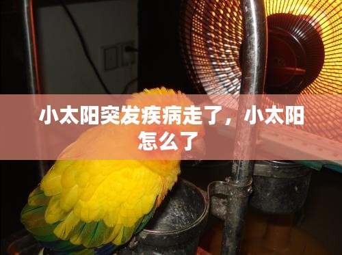 小太陽突發(fā)疾病走了，小太陽怎么了 