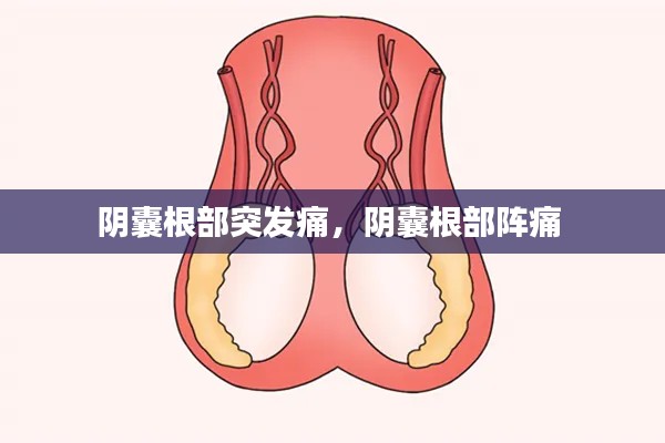 陰囊根部突發(fā)痛，陰囊根部陣痛 