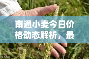 南通小麥今日價格動態(tài)解析，最新行情一覽