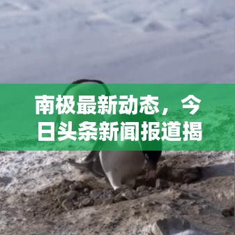 南極最新動(dòng)態(tài)，今日頭條新聞報(bào)道揭秘南極最新消息