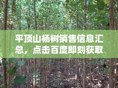 平頂山楊樹銷售信息匯總，點(diǎn)擊百度即刻獲??！