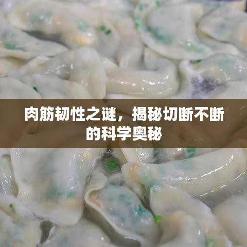 肉筋韌性之謎，揭秘切斷不斷的科學(xué)奧秘
