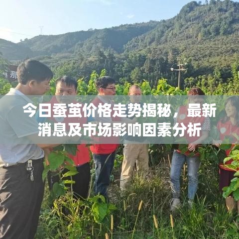 今日蠶繭價格走勢揭秘，最新消息及市場影響因素分析