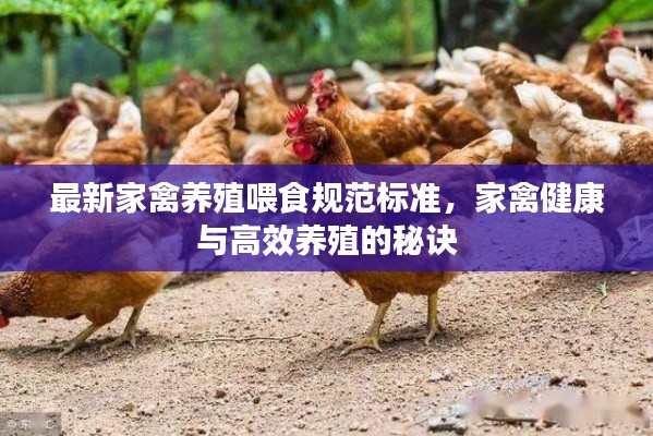 最新家禽養(yǎng)殖喂食規(guī)范標(biāo)準(zhǔn)，家禽健康與高效養(yǎng)殖的秘訣