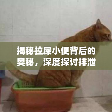 揭秘拉屎小便背后的奧秘，深度探討排泄系統(tǒng)的秘密