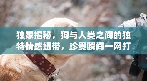 獨家揭秘，狗與人類之間的獨特情感紐帶，珍貴瞬間一網(wǎng)打盡！