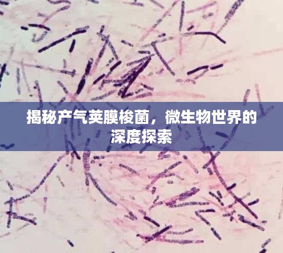 揭秘產(chǎn)氣莢膜梭菌，微生物世界的深度探索