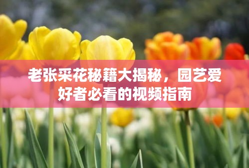 老張采花秘籍大揭秘，園藝愛好者必看的視頻指南