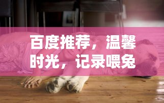 百度推薦，溫馨時光，記錄喂兔子的美好瞬間