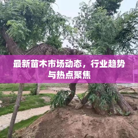 最新苗木市場(chǎng)動(dòng)態(tài)，行業(yè)趨勢(shì)與熱點(diǎn)聚焦