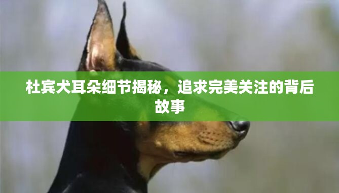 杜賓犬耳朵細(xì)節(jié)揭秘，追求完美關(guān)注的背后故事