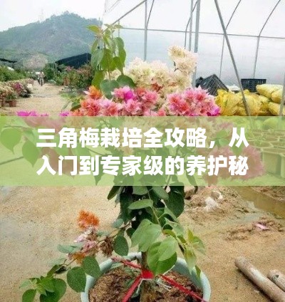三角梅栽培全攻略，從入門到專家級(jí)的養(yǎng)護(hù)秘籍！