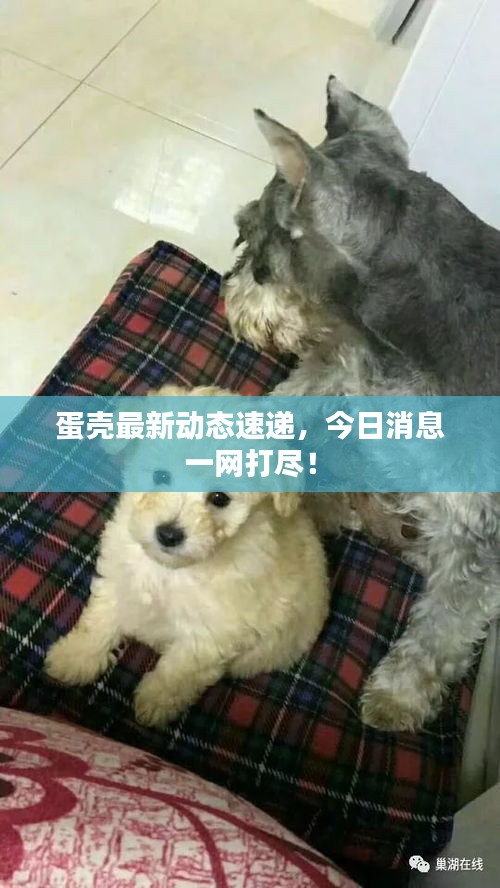 蛋殼最新動(dòng)態(tài)速遞，今日消息一網(wǎng)打盡！