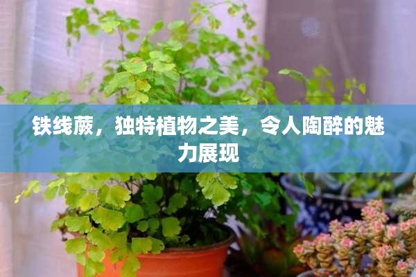 鐵線蕨，獨特植物之美，令人陶醉的魅力展現(xiàn)