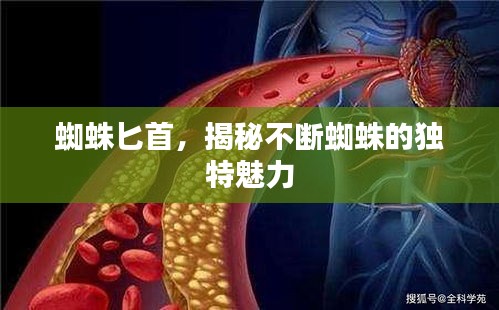 蜘蛛匕首，揭秘不斷蜘蛛的獨特魅力