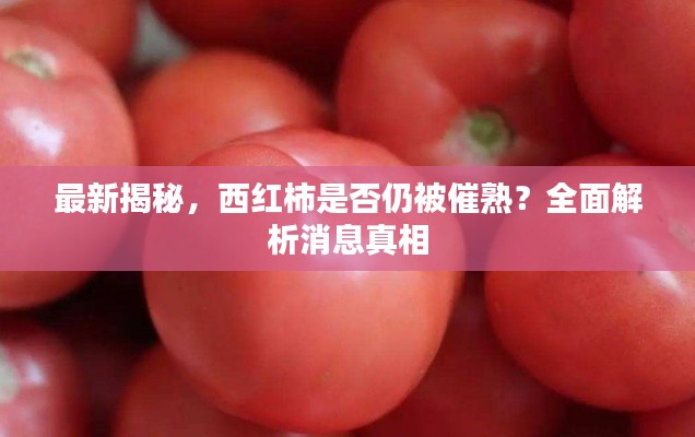 最新揭秘，西紅柿是否仍被催熟？全面解析消息真相