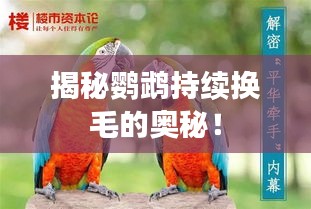 揭秘鸚鵡持續(xù)換毛的奧秘！