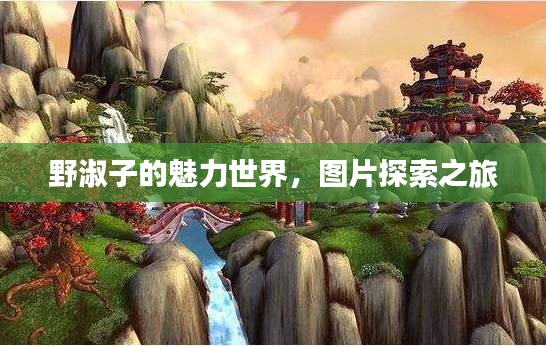 野淑子的魅力世界，圖片探索之旅